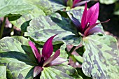 TRILLIUM SESSILE,  TRINITY FLOWER