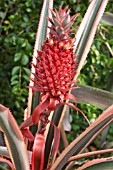 ANANAS BRACTEATUS VAR. TRICOLOR