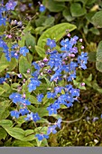 OMPHALODES CAPPADOICA
