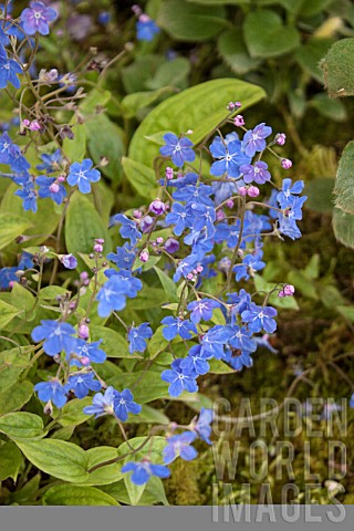 OMPHALODES_CAPPADOICA