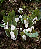 SANGUINARIA CANADENSIS FLORE PLENO