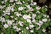 ANEMONELLA THALICTROIDES CHARLOTTE