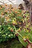 CALANTHE TRICARINATA IN ASSOCIATION WITH EPIMEDIUM AMBER QUEEN, AND ANEMONELLA THALICTROIDES GREEN HURRICANE