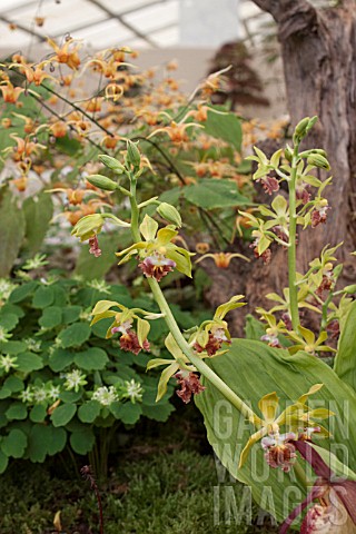 CALANTHE_TRICARINATA_IN_ASSOCIATION_WITH_EPIMEDIUM_AMBER_QUEEN_AND_ANEMONELLA_THALICTROIDES_GREEN_HU