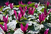 TRILLIUM SESSILE,  TRINITY FLOWER