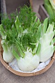 FENNEL ROMANESCO BULBING