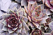 SEMPERVIVUM TECTORUM VIOLACEUM,  HOUSELEEK