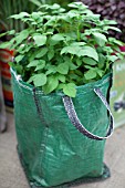 POTATOES GROWING IN A BAG