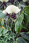 TACCA INTEGRIFOLIA ALBA