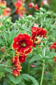 POTENTILLA ARC EN CIEL