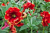 POTENTILLA ARC EN CIEL