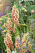 VERBASCUM COTSWOLD BEAUTY