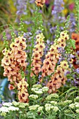 VERBASCUM COTSWOLD BEAUTY