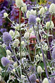 ERYNGIUM PLANUM JADE FROST