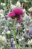 CIRSIUM RIVULARE ATROPURPUREUM