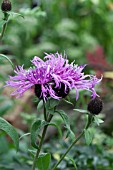 CENTAUREA CARAMIA