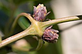 CLEMATIS ARMANDII,  EVERGREEN CLEMATIS BUDS