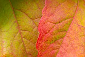 PARTHENOCISSUS TRICUSPIDATA LEAVES IN AUTUMN