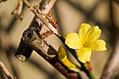 JASMINUM NUDIFLORUM,  WINTER FLOWERING JASMINE