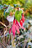 FROSTY FUCHSIA