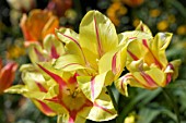 TULIPA CAPE COD