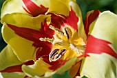 PARROT TULIP