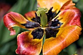 FADING TULIP IN HOT BORDER