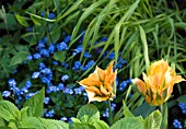 TULIPA GOLDEN ARTIST WITH MYOSOTIS,  FORGET ME NOTS