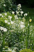 WHITE BORDER AT ASHOVER,  STREETLY,  NGS,  MAY