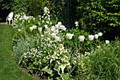 WHITE BORDER AT ASHOVER,  STREETLY,  NGS,  MAY