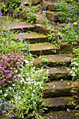 MOSSY STEPS IN BOG GARDEN AT WINTERBOURNE BOTANIC GARDEN,  BIRMINGHAM UNIVERSITY,  MAY