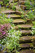 MOSSY STEPS IN BOG GARDEN AT WINTERBOURNE BOTANIC GARDEN,  BIRMINGHAM UNIVERSITY,  MAY