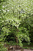 DAVIDIA INVOLUCRATA,  HANDKERCHIEF TREE AT WINTERBOURNE BOTANICAL GARDENS,  BIRMINGHAM UNIVERSITY,  MAY