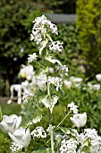 LUNARIA ALBA VARIEGATA, WITH TULIPA HIBERNIA IN WHITE BORDER