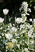 LUNARIA ALBA VARIEGATA,  HONESTY,  AND TULIPA HIBERNIA AT ASHOVER,  STREETLY,  NGS,  MAY