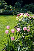 TULIP BORDER IN SPRING AT ASHOVER,  STREETLY,  NGS,  MAY