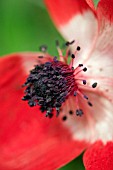 ANEMONE CORONARIA,   SPRING