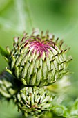 CIRSIUM RIVULARE ATROPURPUREUM BUDS IN SPRING