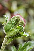 PAPAVER ORIENTALIS BUD