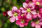 SAXIFRAGA GAIETY