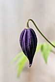 CLEMATIS MACROPETALA BUD,  APRIL