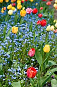 TULIPS PLANTED WITH MYOSOTIS