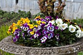 PANSIES IN CLASSICAL URN,  SPRING