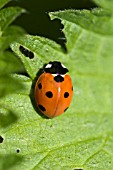 LADYBIRD,  APRIL