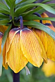 FRITILLARIA IMPERIALIS,  CROWN IMPERIAL,  APRIL