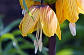 FRITILLARIA IMPERIALIS,  CROWN IMPERIAL