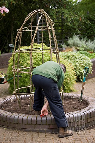 HAZEL_TWIGS_BEING_CONSTRUCTED_AS_PLANT_SUPPORT