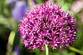 ALLIUM