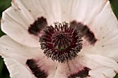 PAPAVER ORIENTALE BLACK AND WHITE