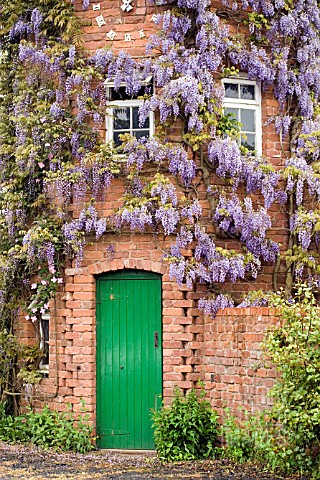 WISTERIA_AND_CLEMATIS_COVERED_FOLLY_TOWER_AT_STONE_HOUSE_COTTAGE_GARDEN